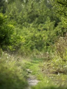 Green path winds through wild grass and trees Stock Photos