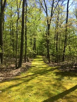 Green path in the woods Photos