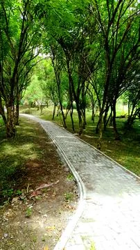 Green Pathway Stock Photos