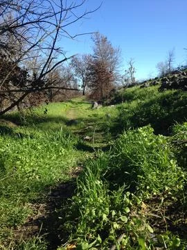 Green Pathway Stock Photos