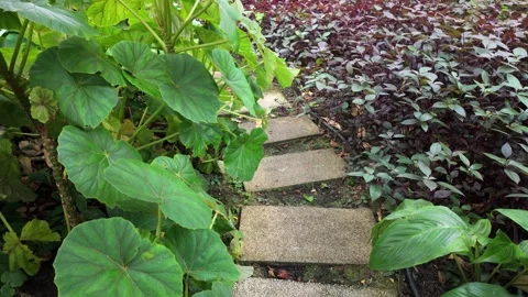 Green Pathway Surrounded by Lush Foliage in a Serene Garden Setting 動画素材 316157289