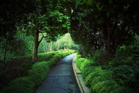 Green Pathway Through Beautiful Gardens In Singapore. Stock Photos