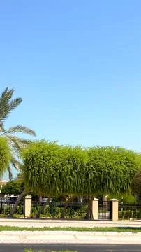 Green pathways bordered by trees provide both direction and natural beauty Stock Photos