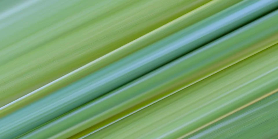 Green pattern background of abstract graphic lines. Stock Photos