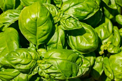 Green pattern with basil leaves Foto stock