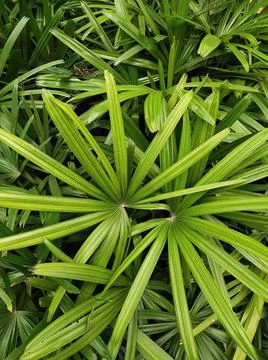 Green pattern of broadleaf lady palm Foto stock
