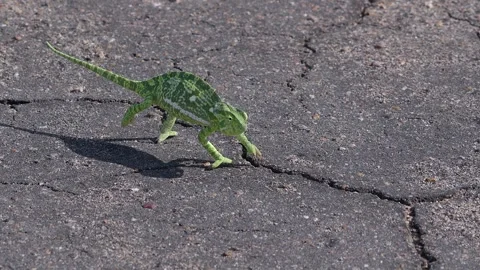 Green pattern Flap-necked chameleon holds still on road, close-up Stock Footage 304850148