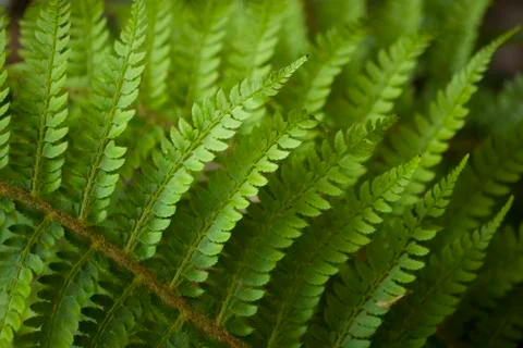 Green pattern Stock Photos