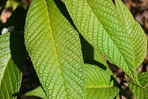 Green Patterned Leaves Stock Photos