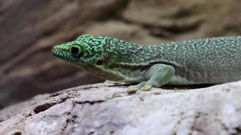 Green patterned lizard crawls along a rocky surface Stock Footage 332896070