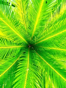 Green Patterned Palm Leaf Stock Photos