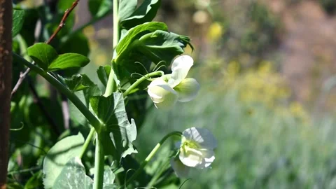 Green pea also known as matar plant selective focus and blur background Stock Footage 151587371