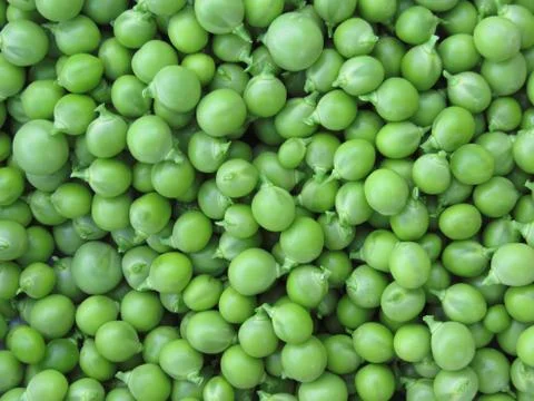 Green pea background . Texture of ripe green peas Stock Photos