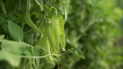 Green pea bushes on the sun. Can be used as a background. Close up Stock Footage 134697482