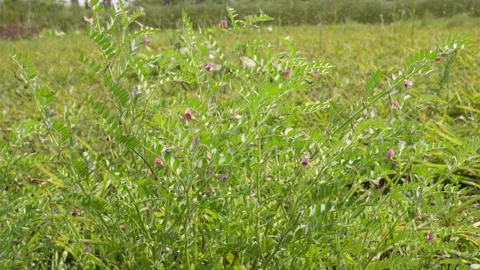 Green Pea Field Stockbeeldmateriaal 333897240