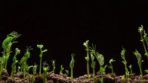 Green pea germination in time lapse. Micro greens seedling for healthy 스톡 동영상 126030674