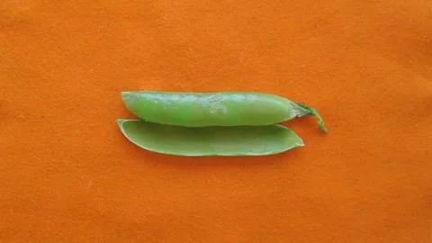 Green pea loading bar on orange background stop motion animation. Computer Stock Footage 152304757