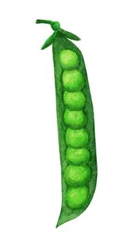 Green pea open pod with round beans Stock Illustration