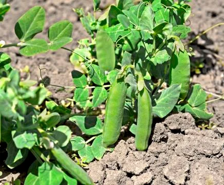 Green pea Stock Photos