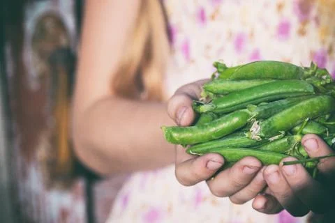 A green pea Stock Photos
