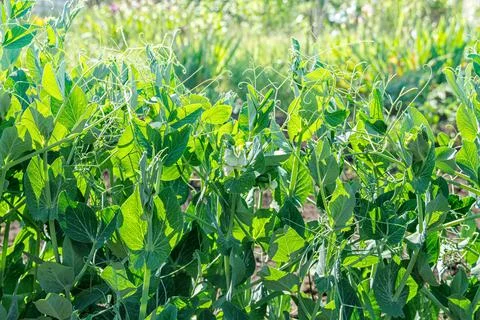 Green pea Stock Photos