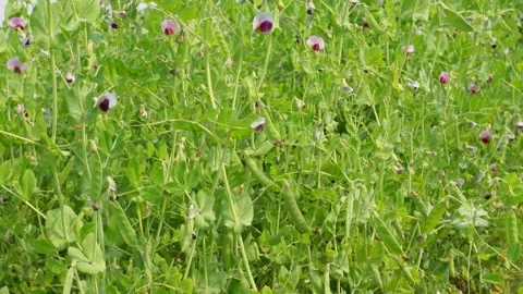 Green Pea Plants Stock Footage 332583225