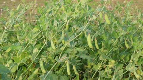 Green Pea Plants Stock Footage 333912278