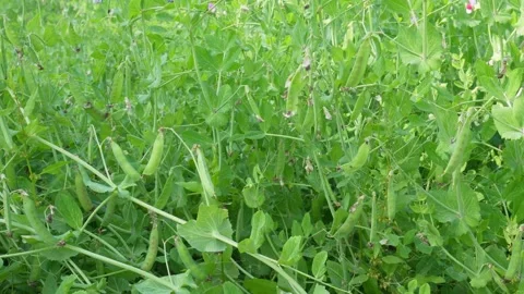 Green Pea Plants 库存影片 333914193