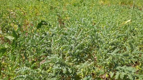 Green Pea Plants Swaying in Wind in Agricultural Field Stock Footage 333559375