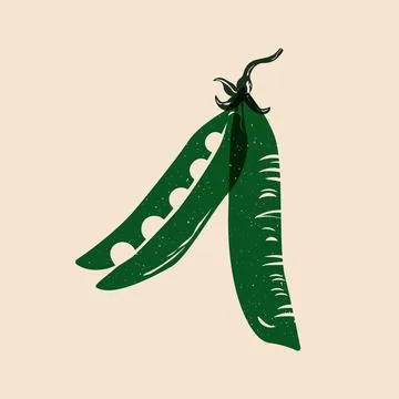 Green pea pod. Abstract risograph fresh green peas in pod with seeds Stock Illustration