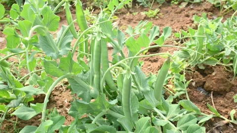Green pea pod in the plants. Stock Footage 264573128