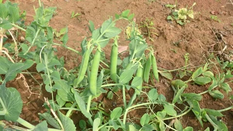Green pea pod in the plants. 動画素材 264573265