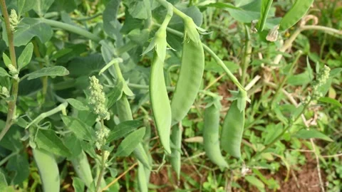 Green pea pod in the plants. Видео 264573353