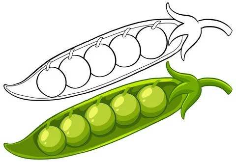 Green Pea Pod Vector Illustration with Line Art Version Stock Illustration