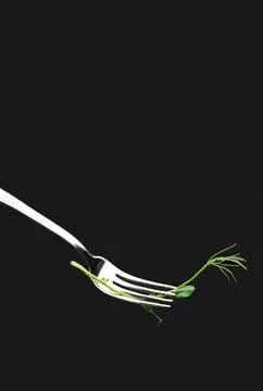 Green pea sprout on fork isolated on black background. Vegetarianism, healt.. Stock Photos