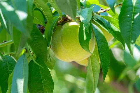 A green peach on a tree Stock Photos