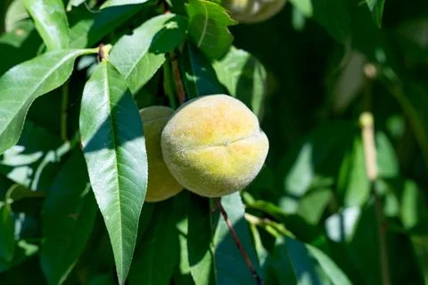 A green peach on a tree Stock Photos