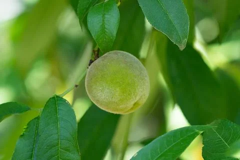 A green peach on a tree Stock Photos