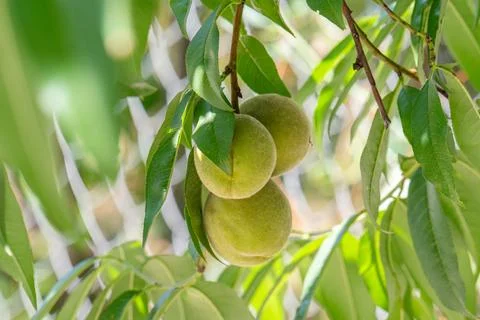 A green peach on a tree Stock Photos