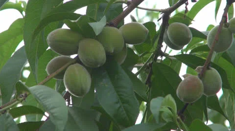 Green peach twig Video stock 24183348