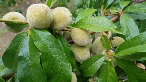 Green peaches on a branch Stock Footage 91556492