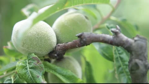 Green peaches on tree Stock Footage 7739178
