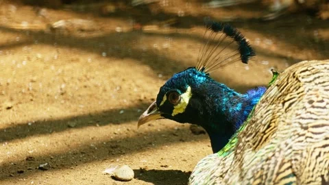 Green peacock 10 bit 4k 60fps Stock Footage 269539732