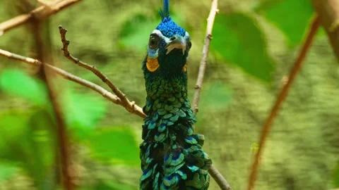 Green peacock 10 bit 4k 60fps Stock Footage 269540449