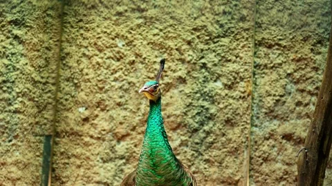 Green peacock 10 bit 4k 60fps Stock Footage 269557804
