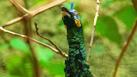 Green peacock 10 bit 4k 60fps Stock Footage 269557911