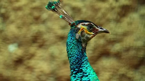 Green peacock 10 bit 4k 60fps Stock Footage 269558392