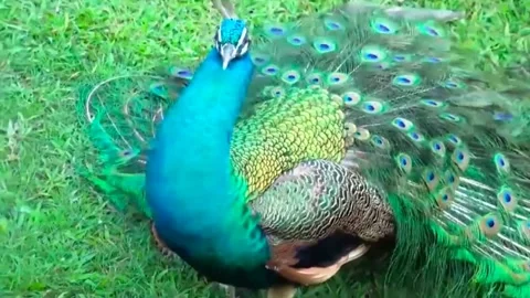 Green Peacock Stock Footage 163835779