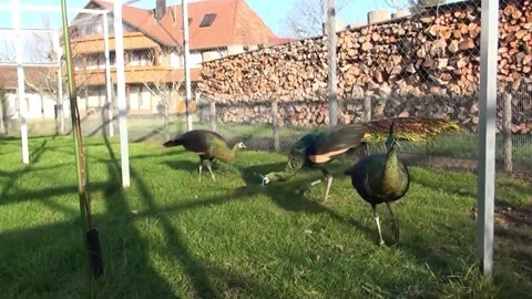 Green Peacock Stock Footage 163948519
