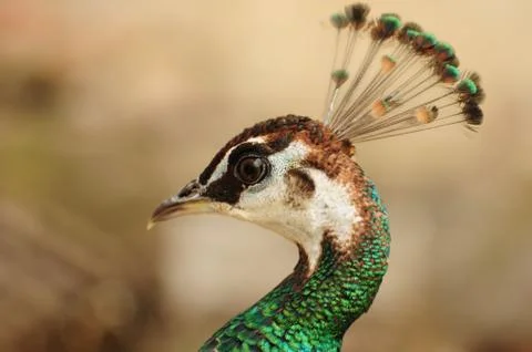 Green peacock head. Stock Photos